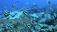 Heniochus diphreutes