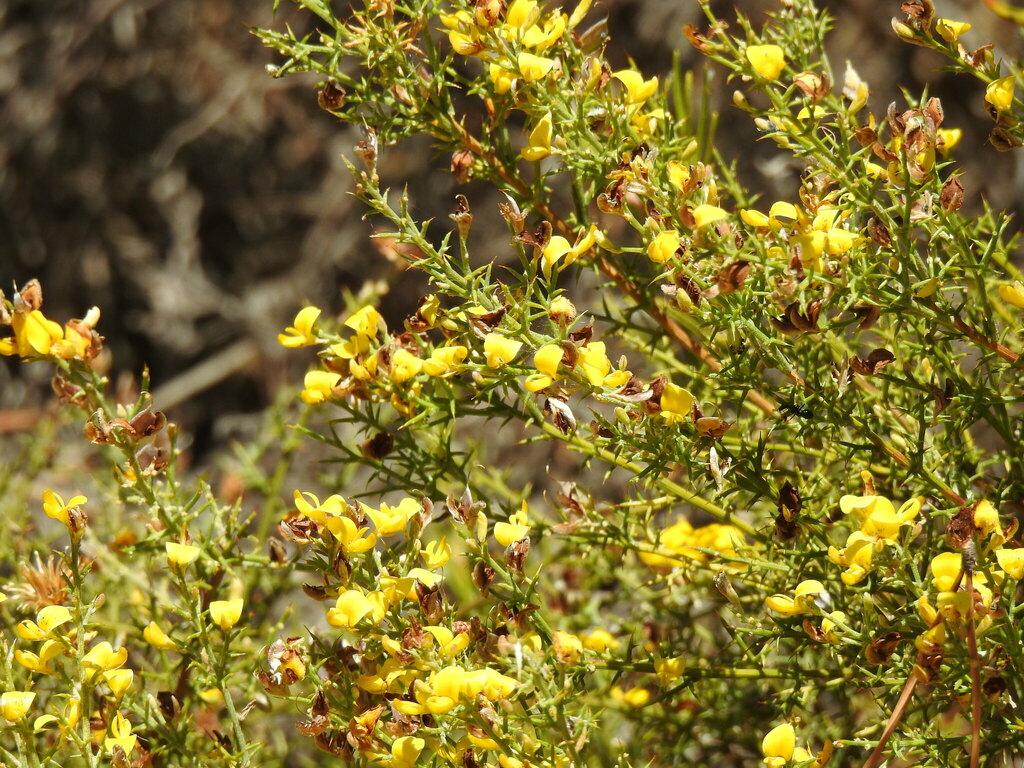 Stauracanthus boivinii