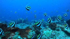 Heniochus diphreutes