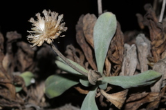 Lomelosia variifolia