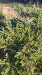 Ulex europaeus