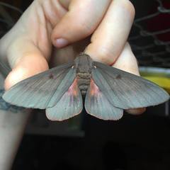 Citheronia sepulcralis