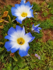 Nolana elegans