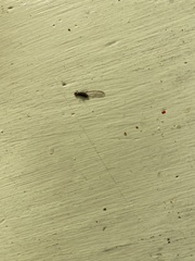 Reticulitermes hesperus