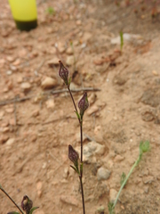 Silene sclerocarpa