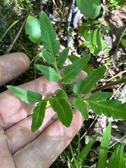 Sceptridium biternatum