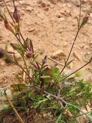 Silene sclerocarpa