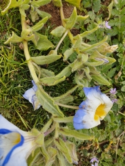 Nolana elegans