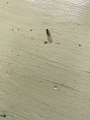 Reticulitermes hesperus