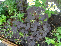 Oxalis stricta rufa