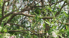 Acrocephalus dumetorum