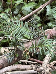 Taxaceae