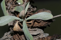 Lomelosia variifolia