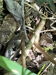 Sceptridium biternatum