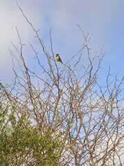 Pseudoleistes virescens