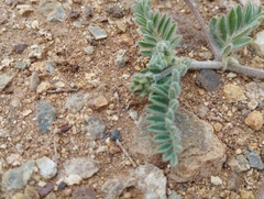 Astragalus amatus