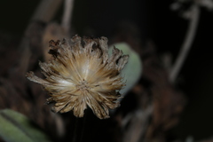 Lomelosia variifolia