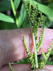 Sceptridium biternatum