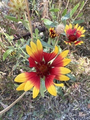 Gaillardia pulchella