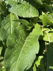 Symphytum × uplandicum