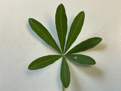 Lupinus nootkatensis