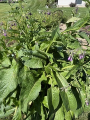 Symphytum × uplandicum