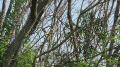 Acrocephalus palustris