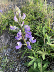 Lupinus nootkatensis