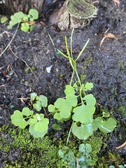 Cardamine occulta