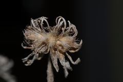 Lomelosia variifolia