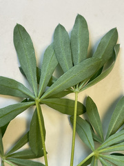 Lupinus nootkatensis