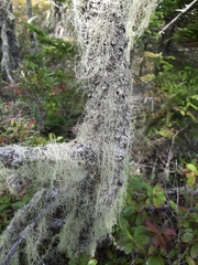 Usnea longissima