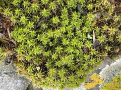 Syntrichia
