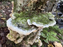 Rigidoporus populinus