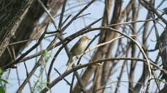 Acrocephalus palustris