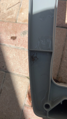 Latrodectus geometricus