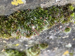 Grimmiaceae