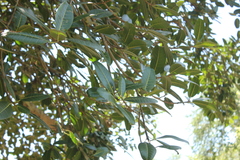 Ficus cotinifolia