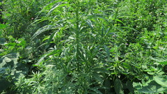 Cannabis sativa spontanea