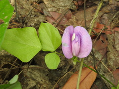 Centrosema virginianum