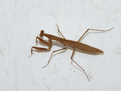 Musoniella