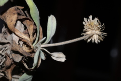 Lomelosia variifolia