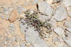 Silene sedoides