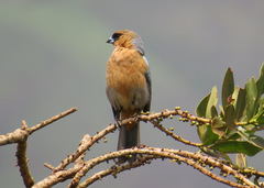 Schistochlamys ruficapillus