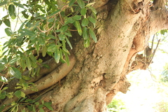 Ficus cotinifolia