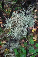 Evernia mesomorpha