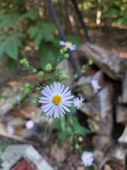 Symphyotrichum anomalum