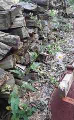 Symphyotrichum anomalum