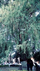 Taxodium mucronatum
