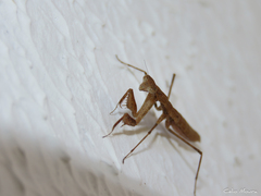 Musoniella